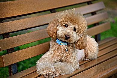 国产游戏《女巫之路》Steam页面上线 明年发售